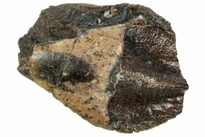 Fossil Triceratops Tooth with Partial Root - Wyoming #358214